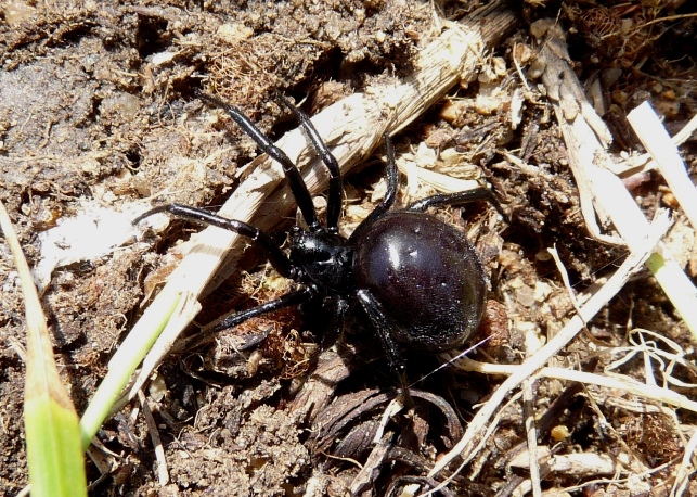 Steatoda paykulliana in Sardegna